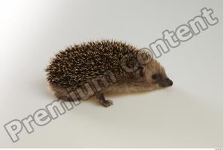 Hedgehog - Erinaceus europaeus  0039